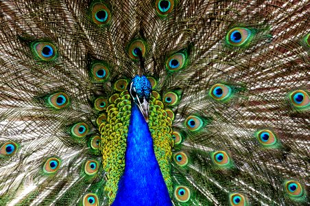 Proud as a Peacock.