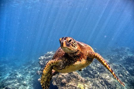 Green Sea Turtle