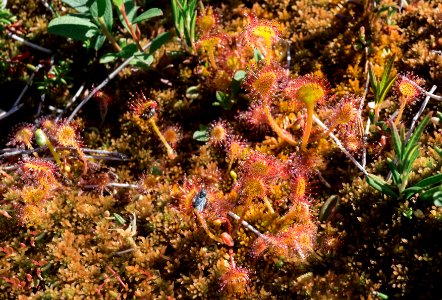 Round-leaved Sundew (Drosera rotundifolia)