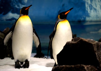King Penguins. Sea World Qld. Australia. photo