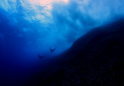 Spotted Eagle Rays