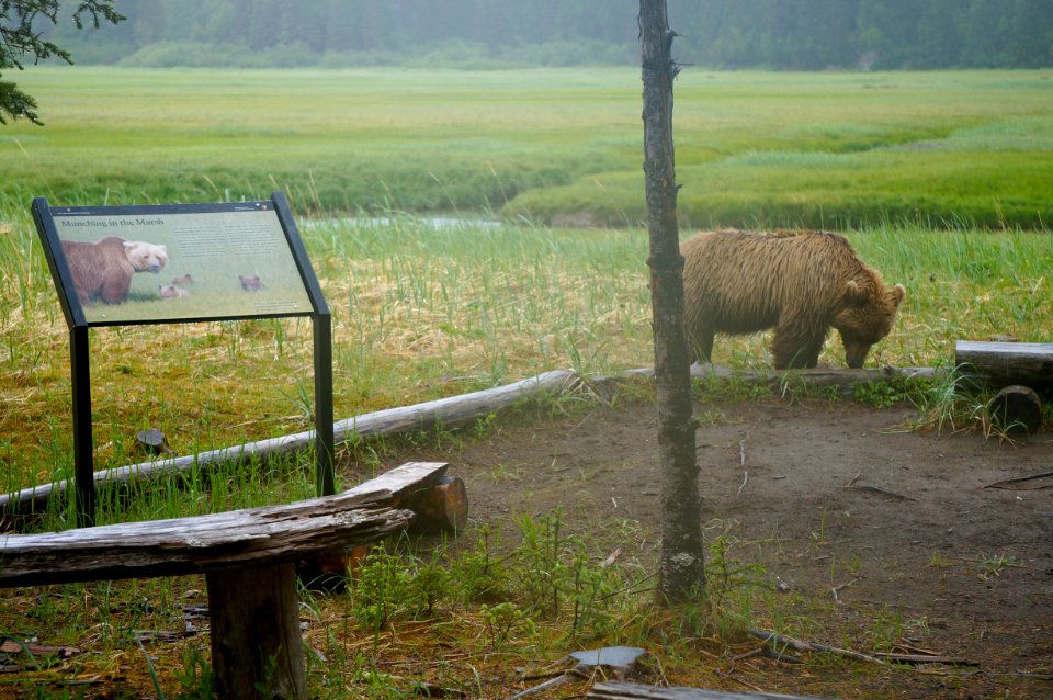 Munching in the Marsh