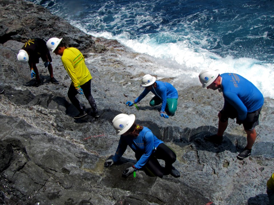 Researchers Counting Limpets