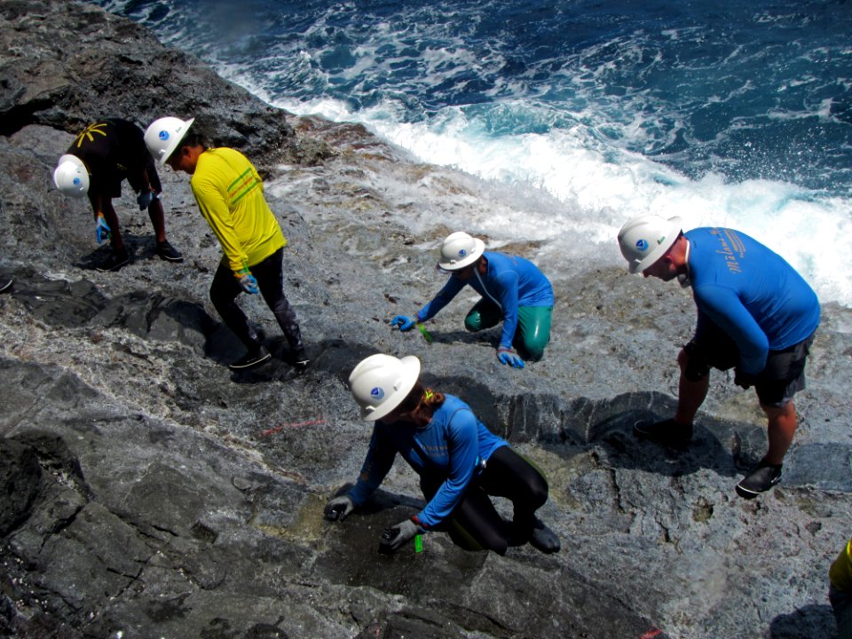 Researchers Counting Limpets photo