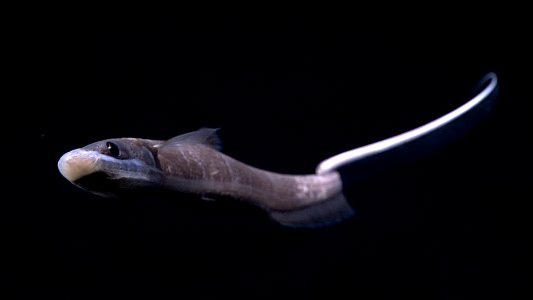 Ophidiid Fish off Salmon Bank in the Northwestern Hawaiian Islands.