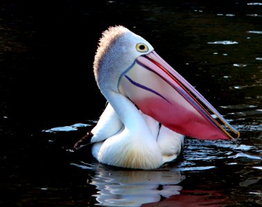 Pelican portrait. (Pelecanus conspicillatus)