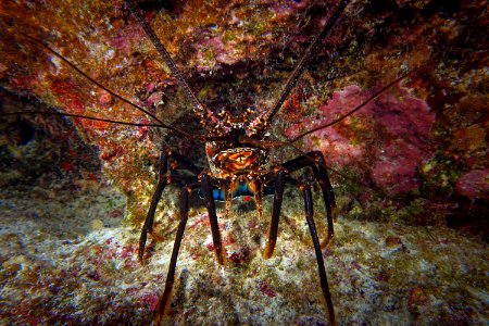 Lobster at French Frigate Shoals
