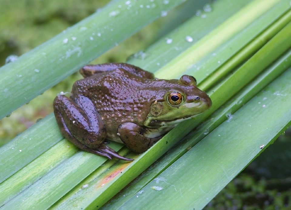 Wildlife nature log