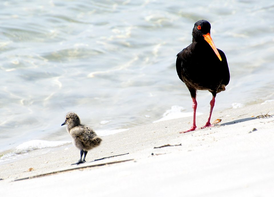 Variable Oystercatcher with chick.