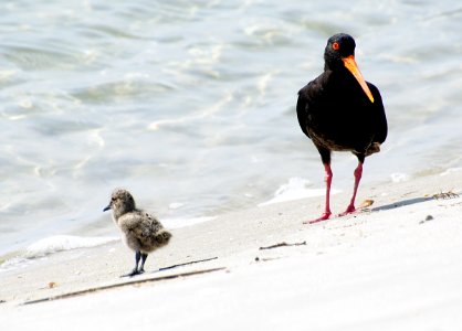 Variable Oystercatcher with chick. photo