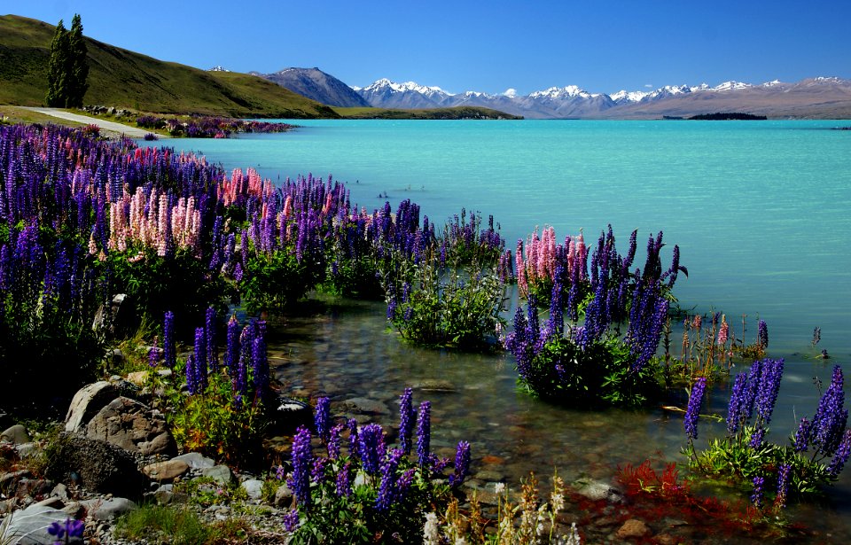 Russell Lupins. Lake Tekapo.NZ