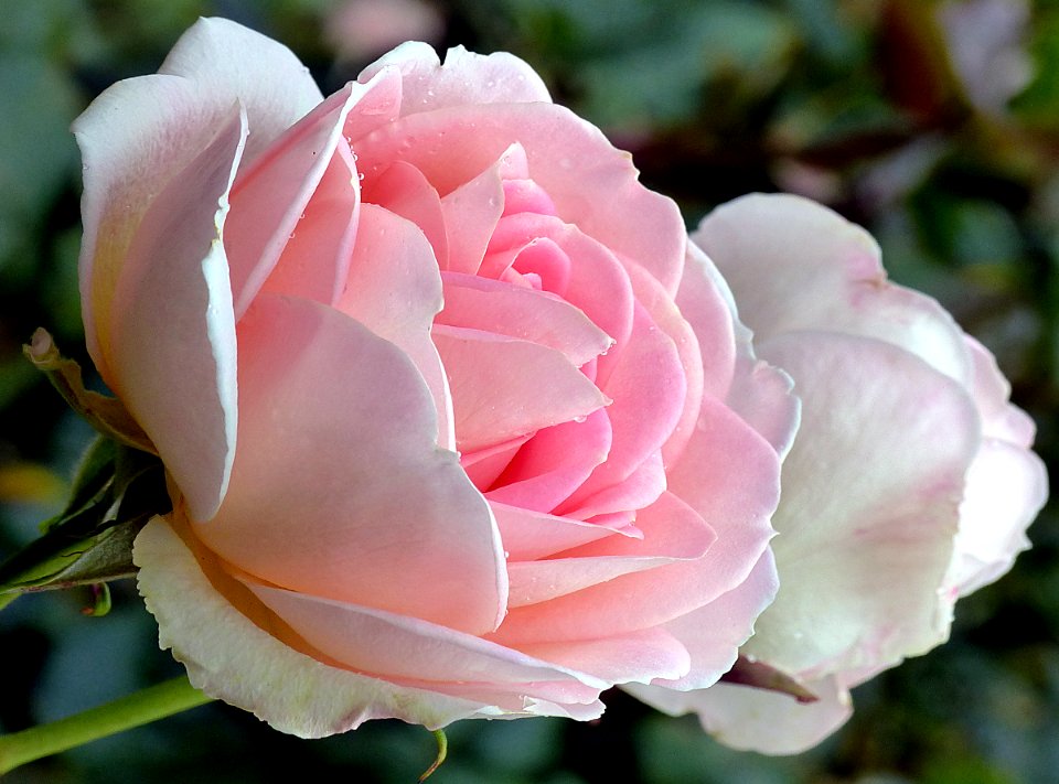 Nancy Steen.Rose.