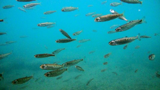 Sockeye Salmon Fry