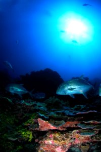 Coral and Giant Trevally photo