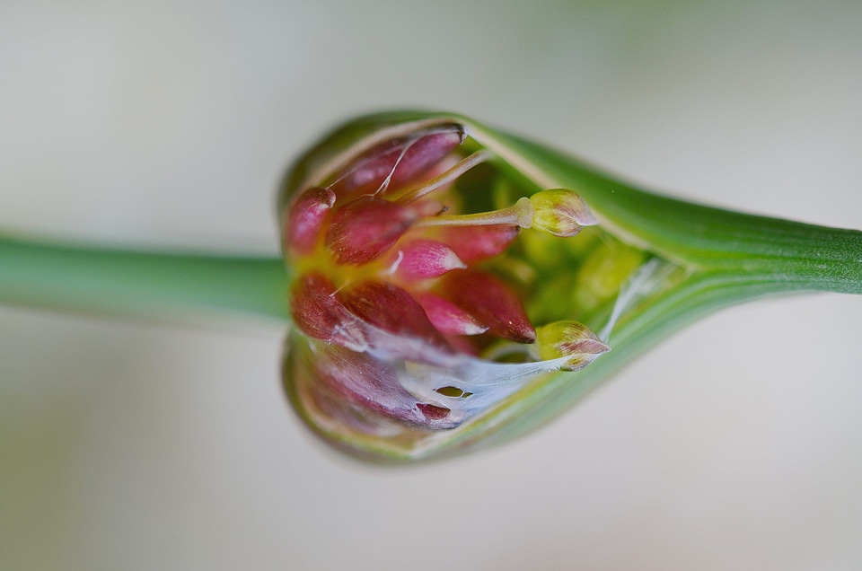 Floral green bloom