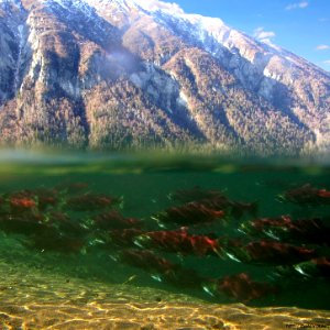 Sockeye School
