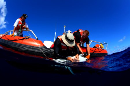 Tagging Trevally at Pearl and Hermes
