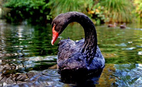 Black Swan. photo