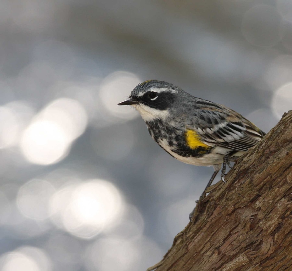 Wildlife nature portrait