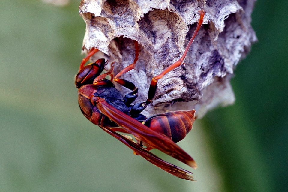Australian paper wasp. (Polistes humilis)