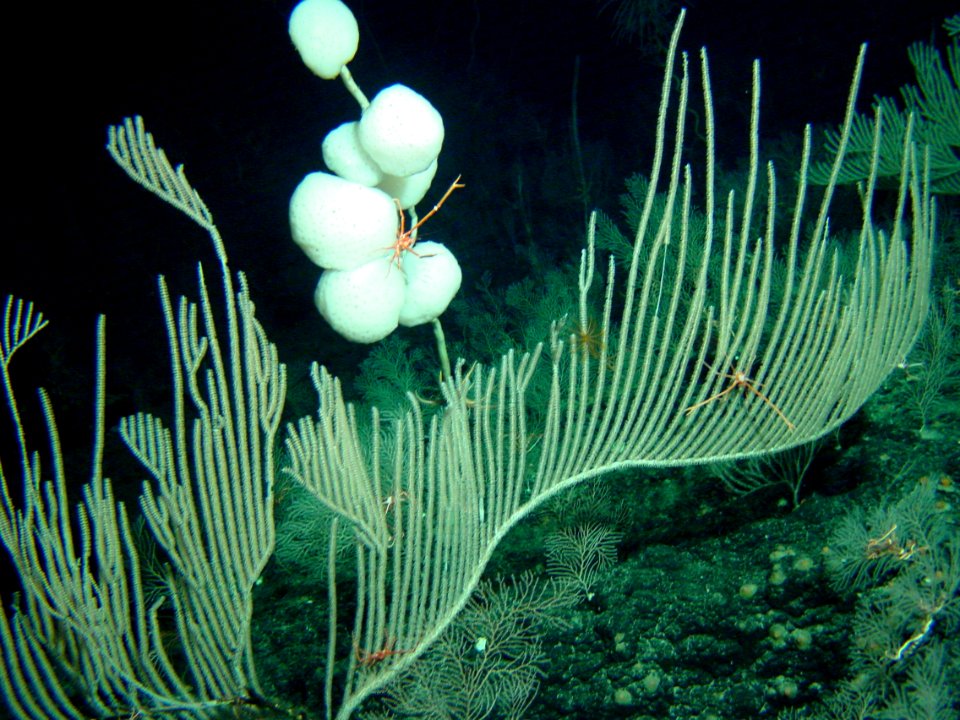 Deep Water Coral and Sponge