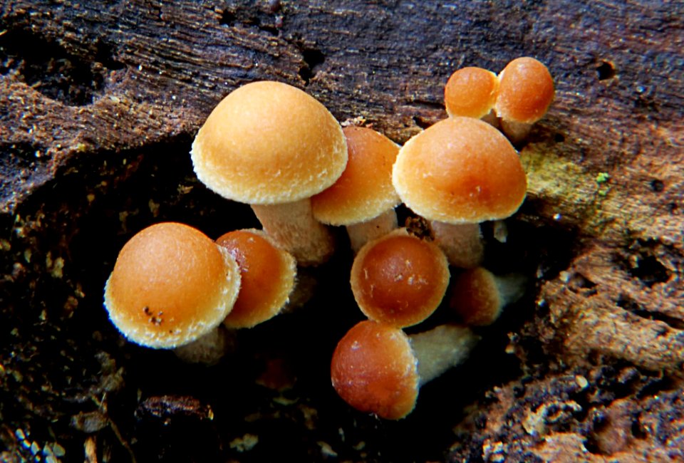 Hypholoma fasciculare.