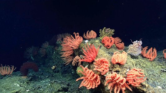 Brisingid Sea Stars photo