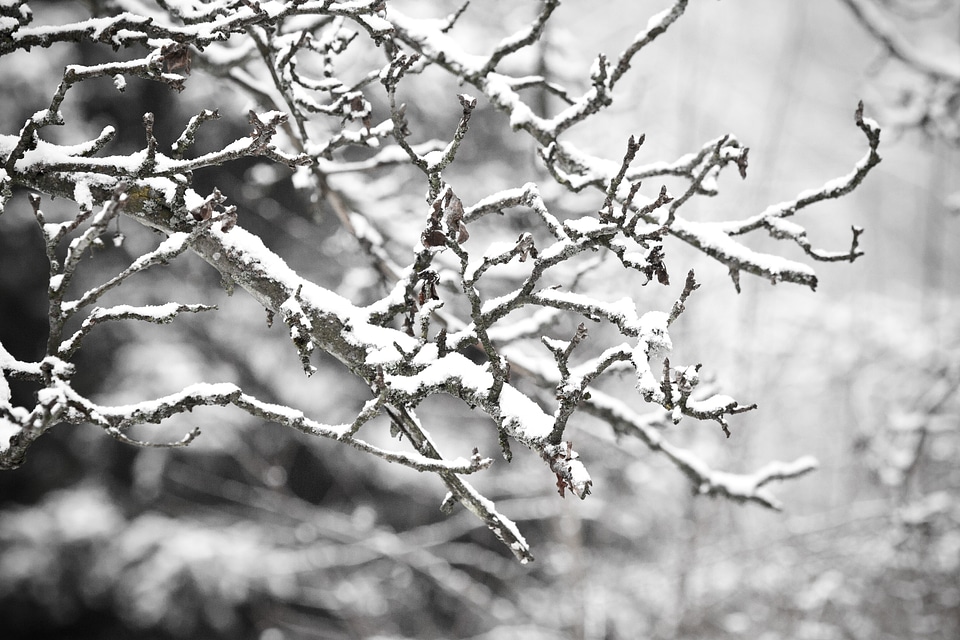 Twig winter weather