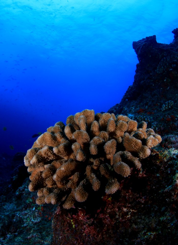 Coral at Gardner Pinnacles (Cropped)
