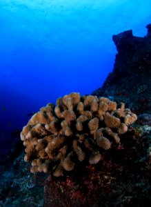 Coral at Gardner Pinnacles (Cropped)