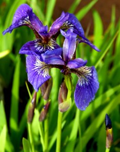 Wild Flag Iris (Iris setosa)