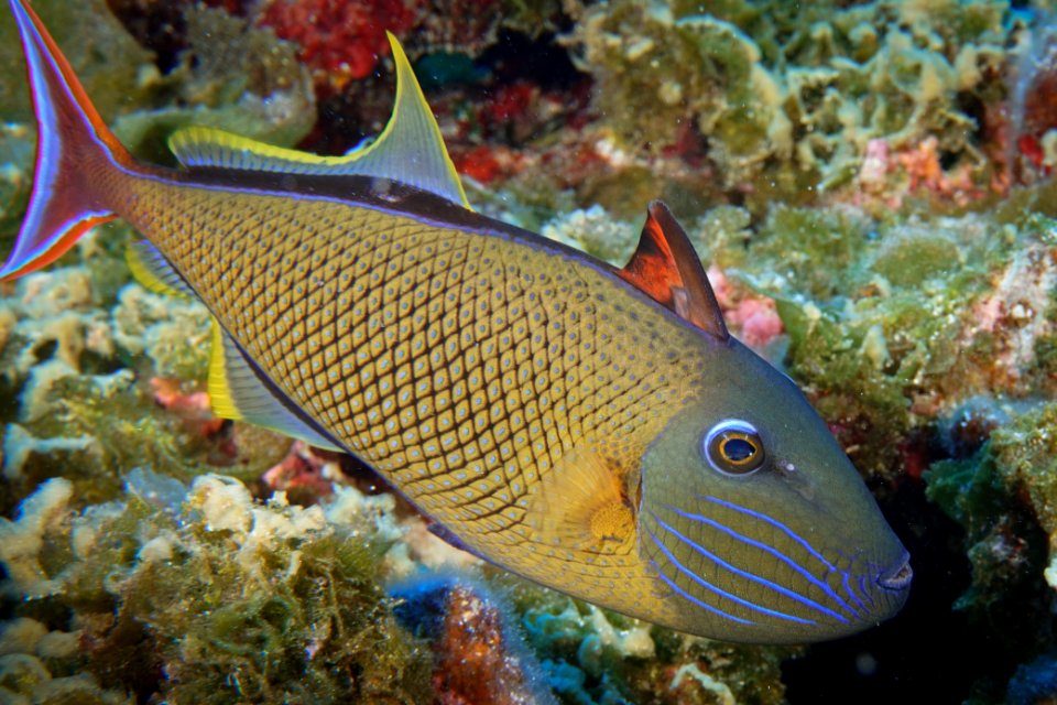 Triggerfish at Pearl and Hermes