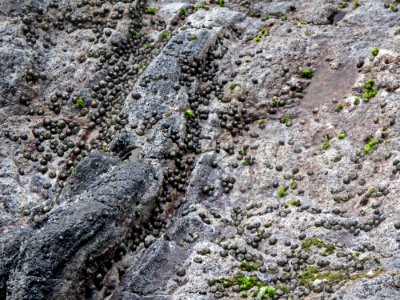 Limpets of Nihoa