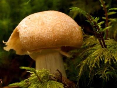 Cortinarius caperatus