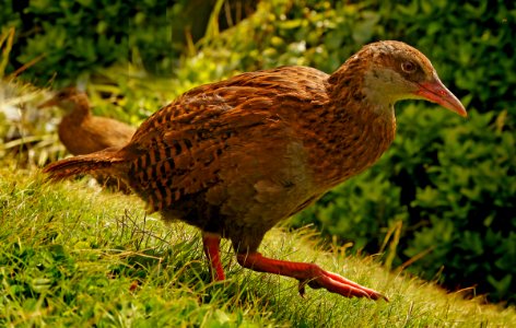 Weka, or woodhen NZ.(Gallirallus australis) photo