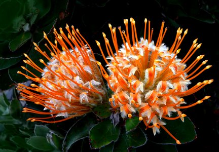 Leucospermum 'Vanessa'