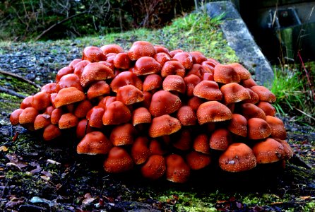 Hypholoma  sp.