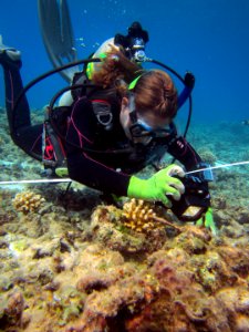 Coral scientist conducts reef research photo