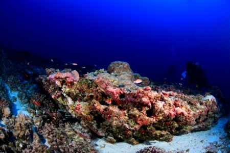 Maro Deep Reef photo