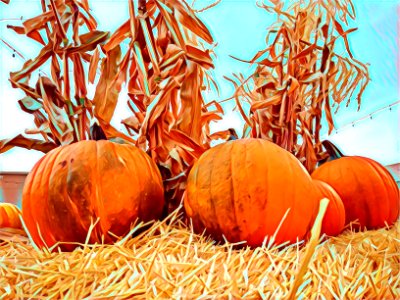 Fall Pumpkins