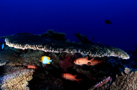 French Frigate Shoals Reefscape photo