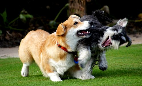 Playful pets.