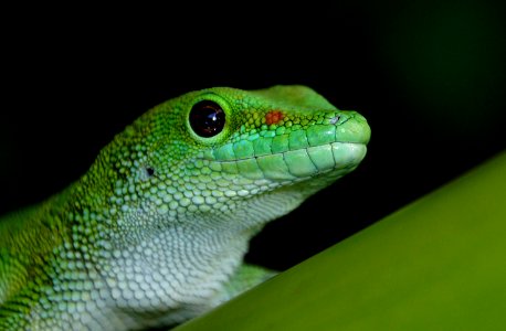 Madagascan Day Gecko photo