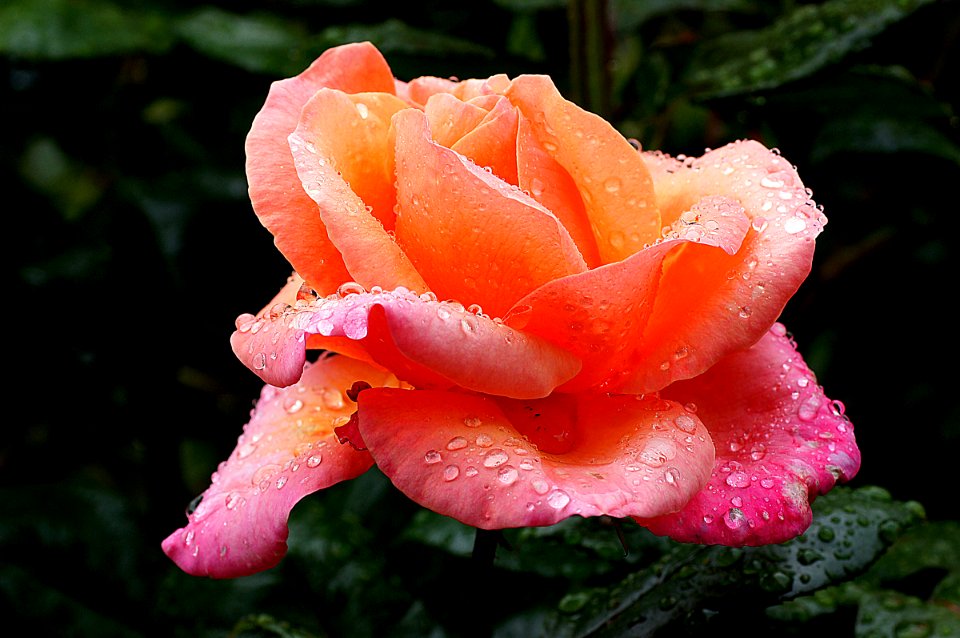 Fyvie Castle Rose.