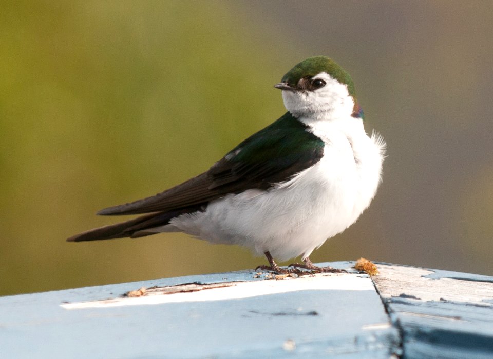 Violet Green Swallow (Tachycineta thalassina)