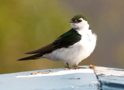 Violet Green Swallow (Tachycineta thalassina)