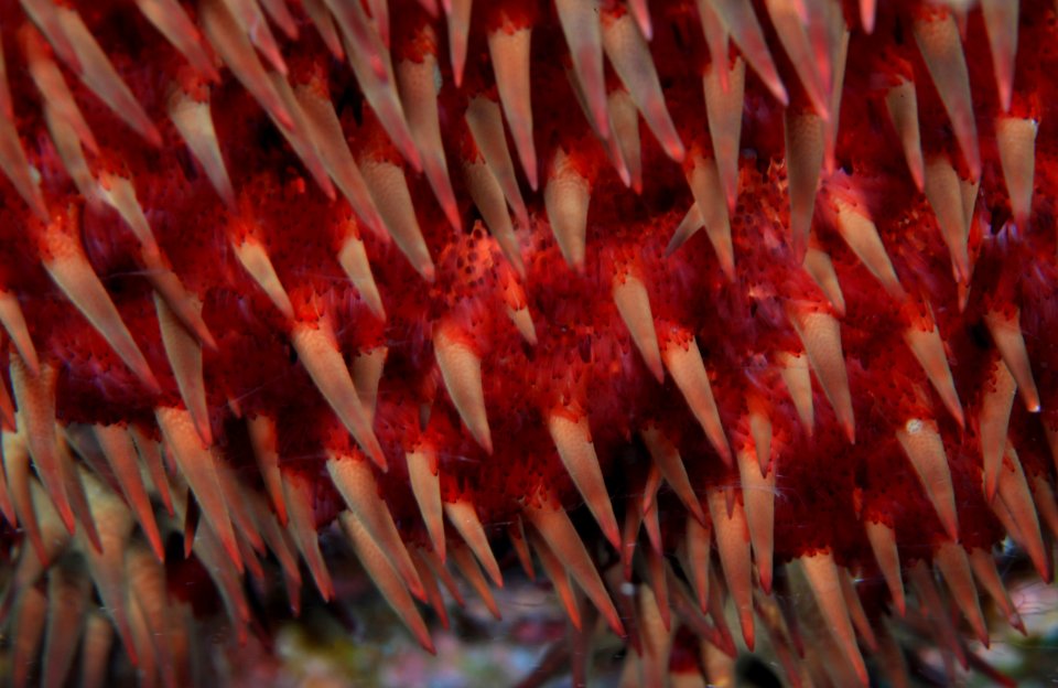 Crown of Thorns Closeup at Gardner Pinnacles