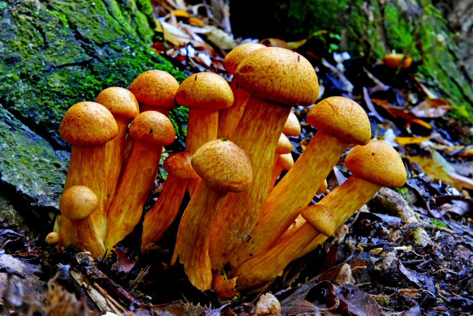 Gymnopilus junonius.