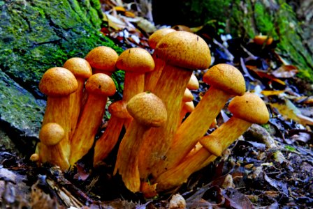 Gymnopilus junonius.