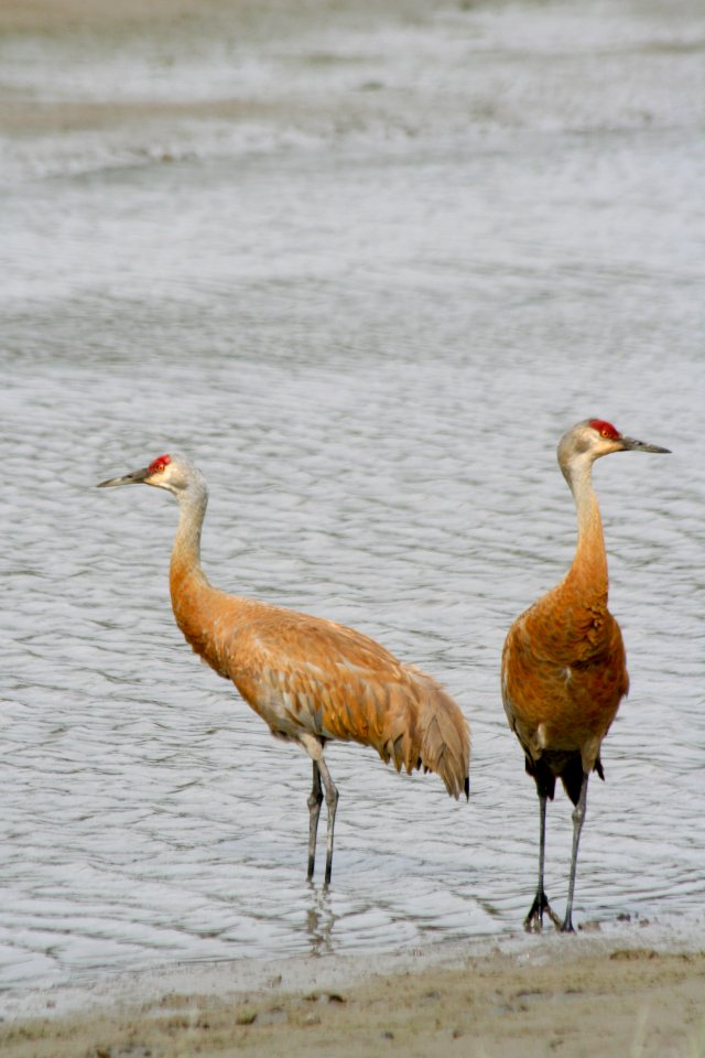 Sandhill Cranes (Antigone canadensis)